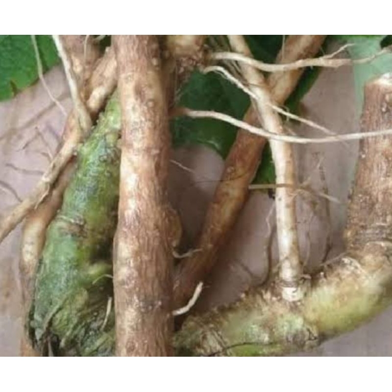 

Jual akar sambung nyawa akar sambung nyowo 200 gram