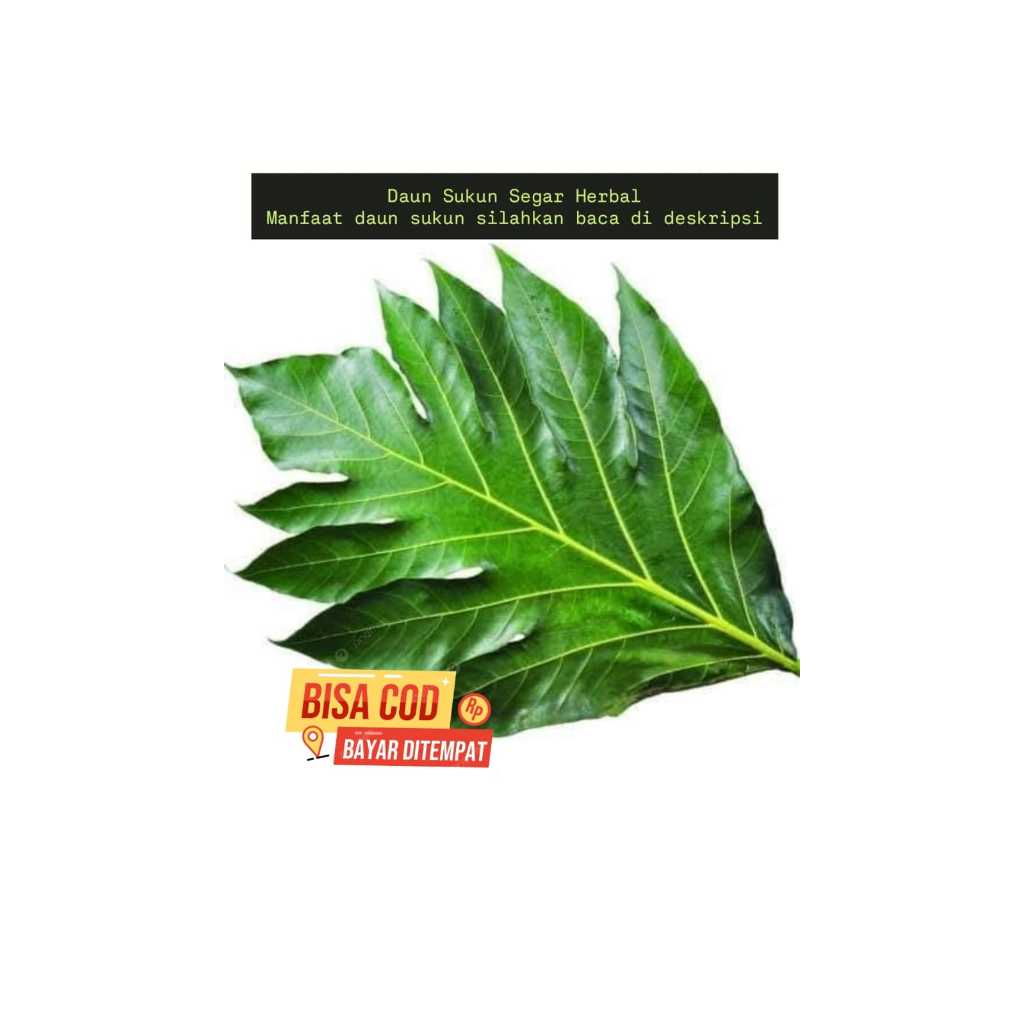 

Daun Sukun Segar Herbal Langsung Dari Pohon