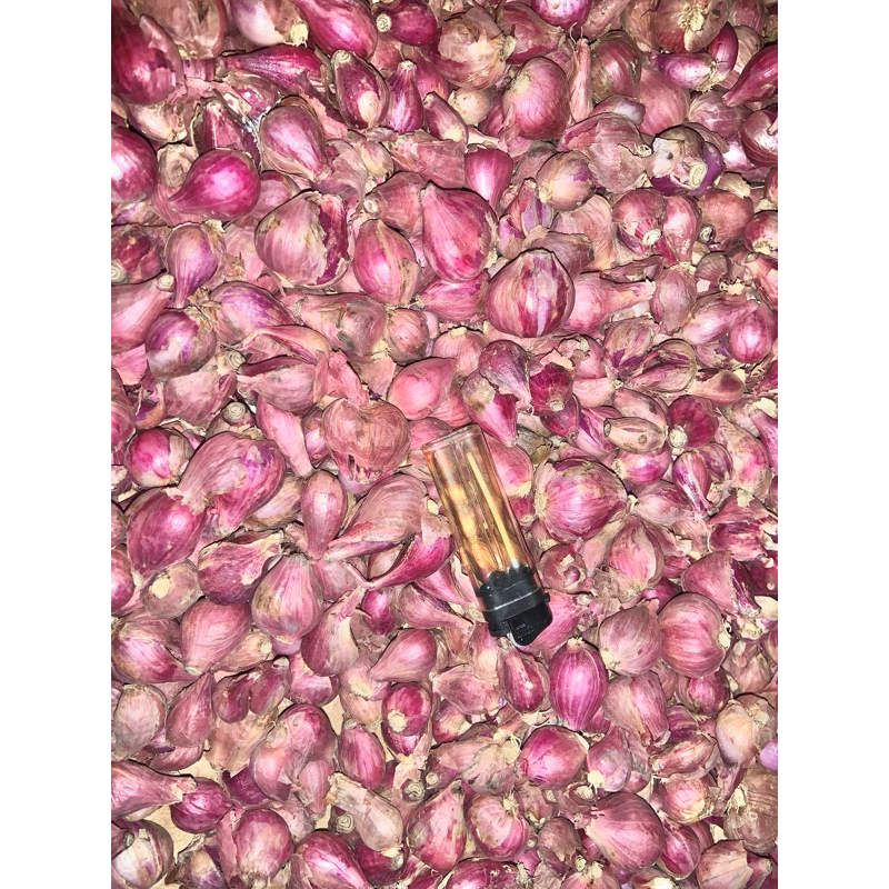 

bawang merah super kering