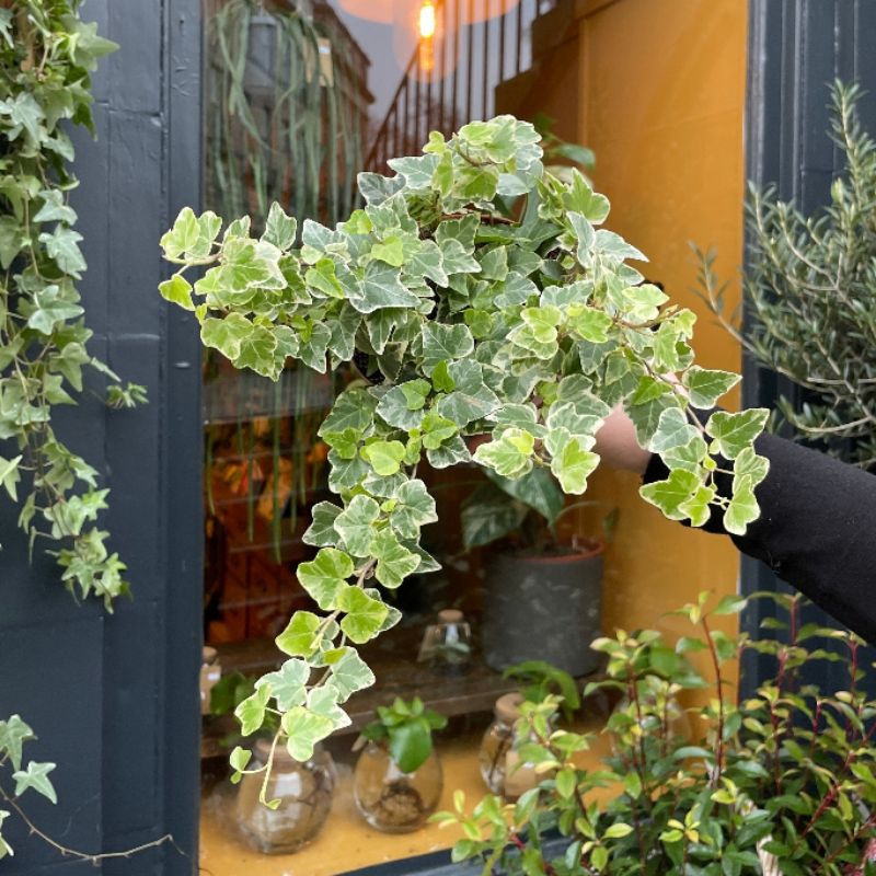 lvy variegata daun tipis / English Ivy (hedera helix)