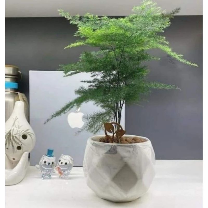 TANAMAN ASPARAGUS-TANAMAN HIAS ASPARAGUS