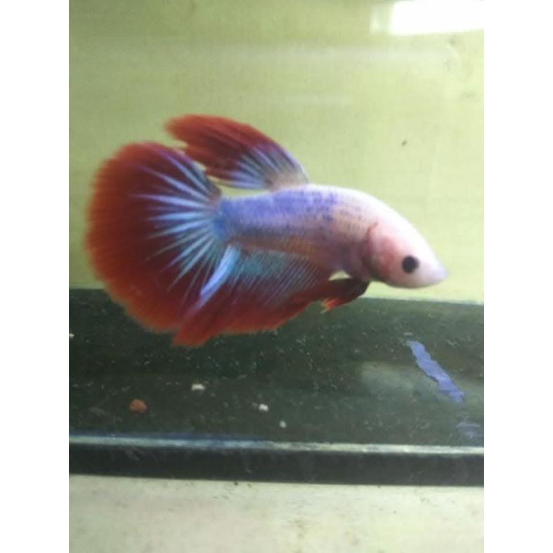 Cupang Halfmoon Jantan Size M Beli 3 Gratis 1 Cupang Betina Motif 5