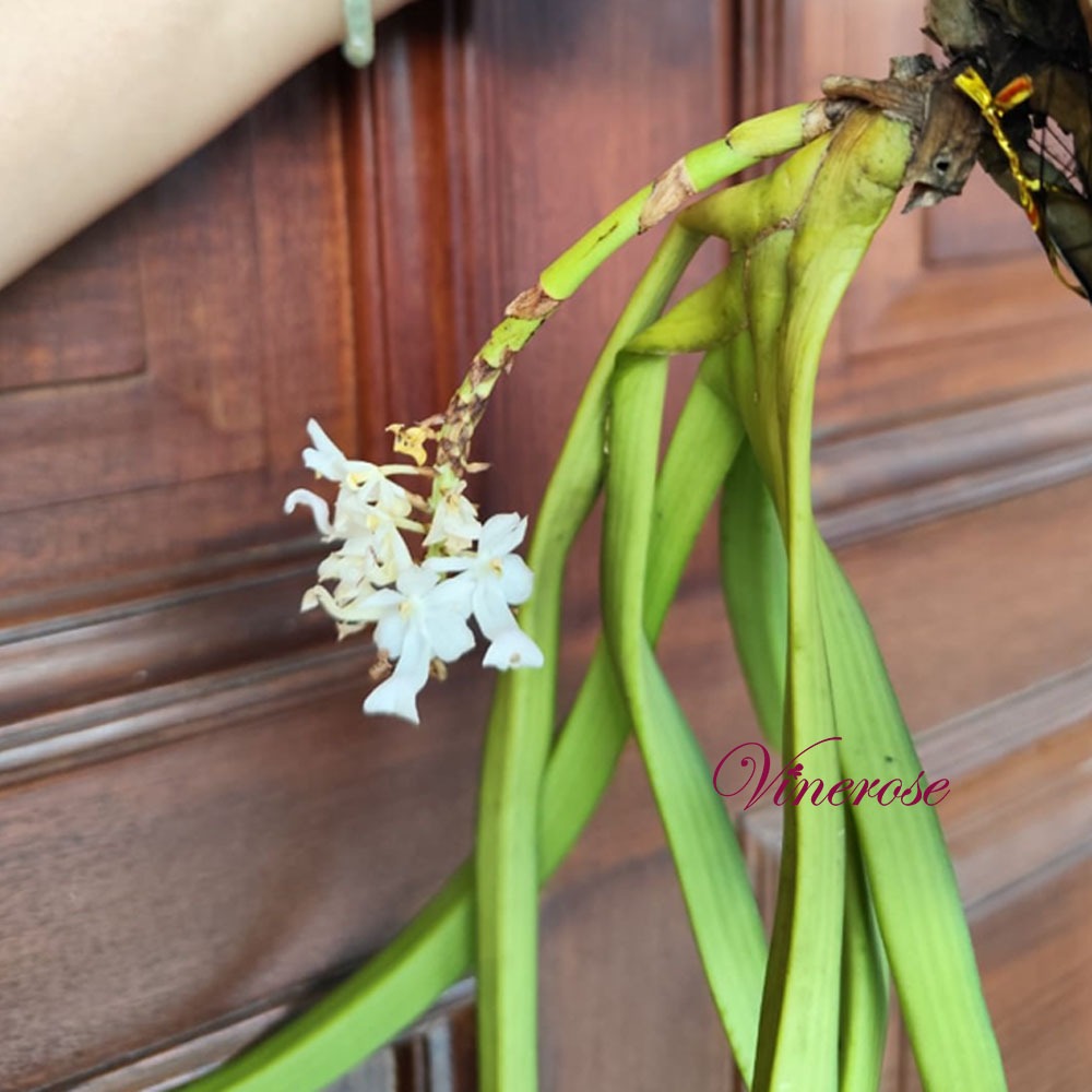 Anggrek Vanda Rhynchostylis Retusa Alba