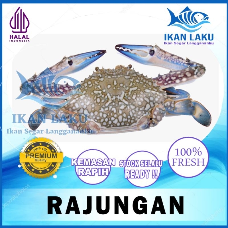 

PRODUK BARU!! RAJUNGAN LAUT TERMURAH BERGARANSI IKAN LAKU IKAN SEGAR IKAN BEKU