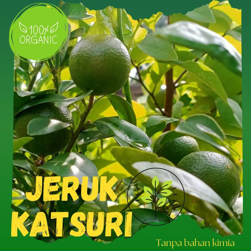 

Jeruk Katsuri