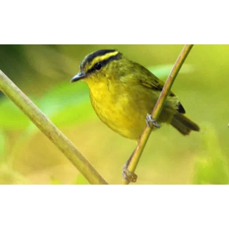 cikrak daun/pare pare(mozambik lokal)