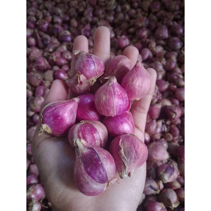 

Bawang Merah Probolinggo Super