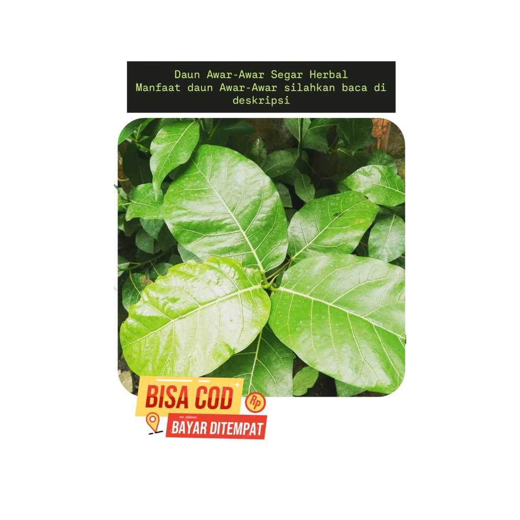 

Daun Awar awar Segar Herbal Per 50 Lembar termurah