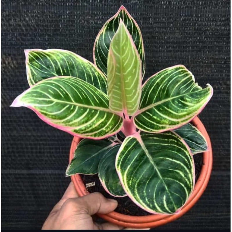 CRIS_AGLONEMA MINIONS