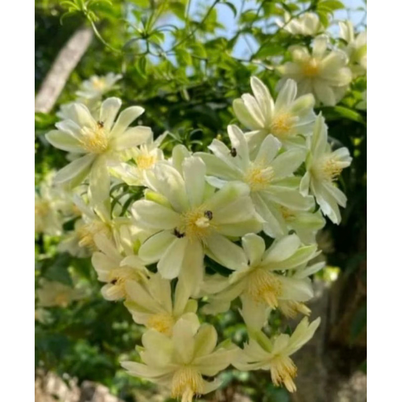 Tanaman Hias Bunga Pareskia Aculata/Lemon Vane