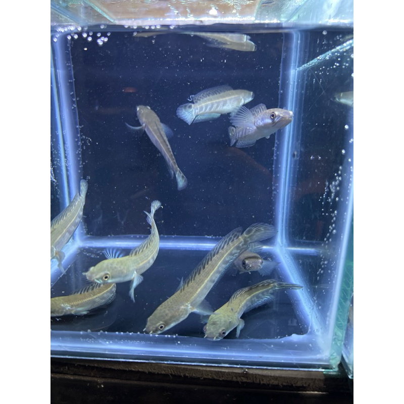 CHANA RIAU full pelet mantap