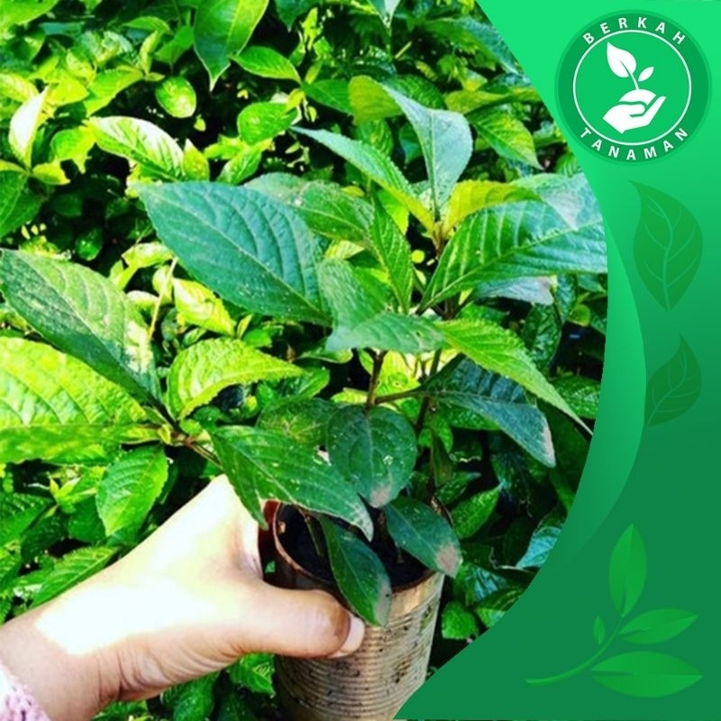 Bibit Keji Beling Organik Pecah Beling Obat Herbal