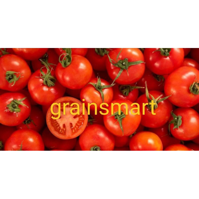 GRAINSMART 150 BIJI BENIH BIBIT TOMAT FORTUNA F1 BENIH TOMAT MERAH