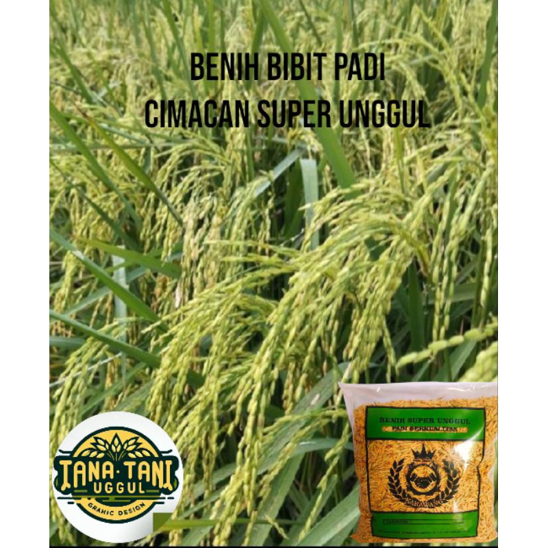 BENIH BIBIT PADI CIMACAN UNGGULAN 1KG