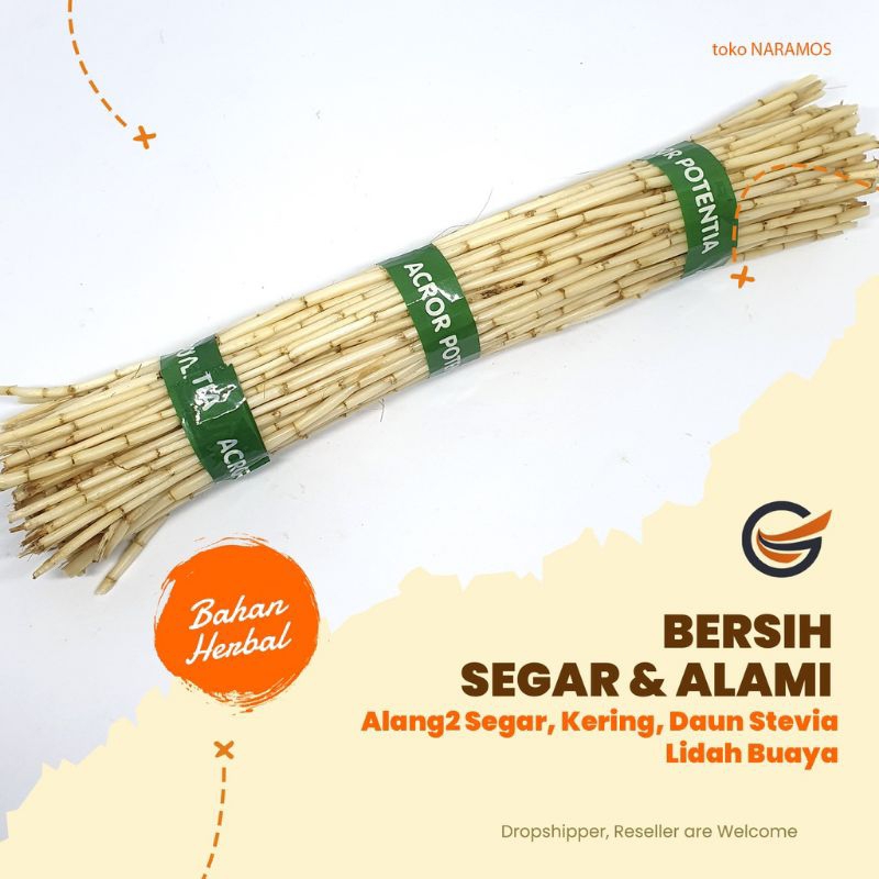 

Akar ilalang satu ikat 250gram