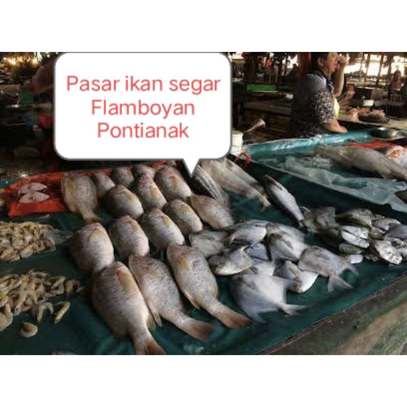 

Ikan segar pasar Flamboyan Pontianak/ikan tamban/ ikan gembung/ ikan paten/ ikan tenggiri/ ikan bawal/ ikan kakap/ ikan nila/ ikan lele