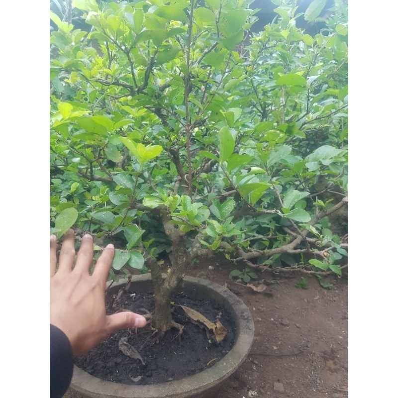 Tanaman hias bonsai sianci kecut gaya formal