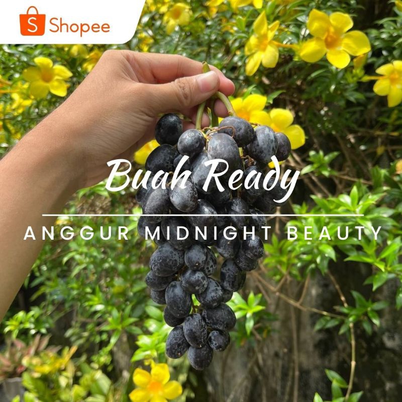 

ANGGUR MIDNIGHT BEAUTY/KG