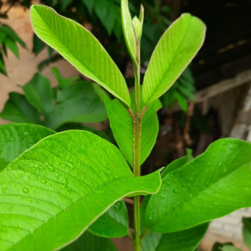 

Daun jambu biji segar obat tradisional
