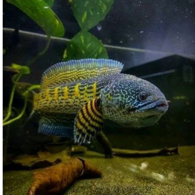 

CHANNA AURANTI BERKUALITAS 3-5 CM UP