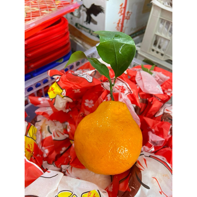 

premium hampers buah papagan 900-1000gr jeruk papagan kelengkeng siper hampers parcel giftset box giftbox buah jeruk