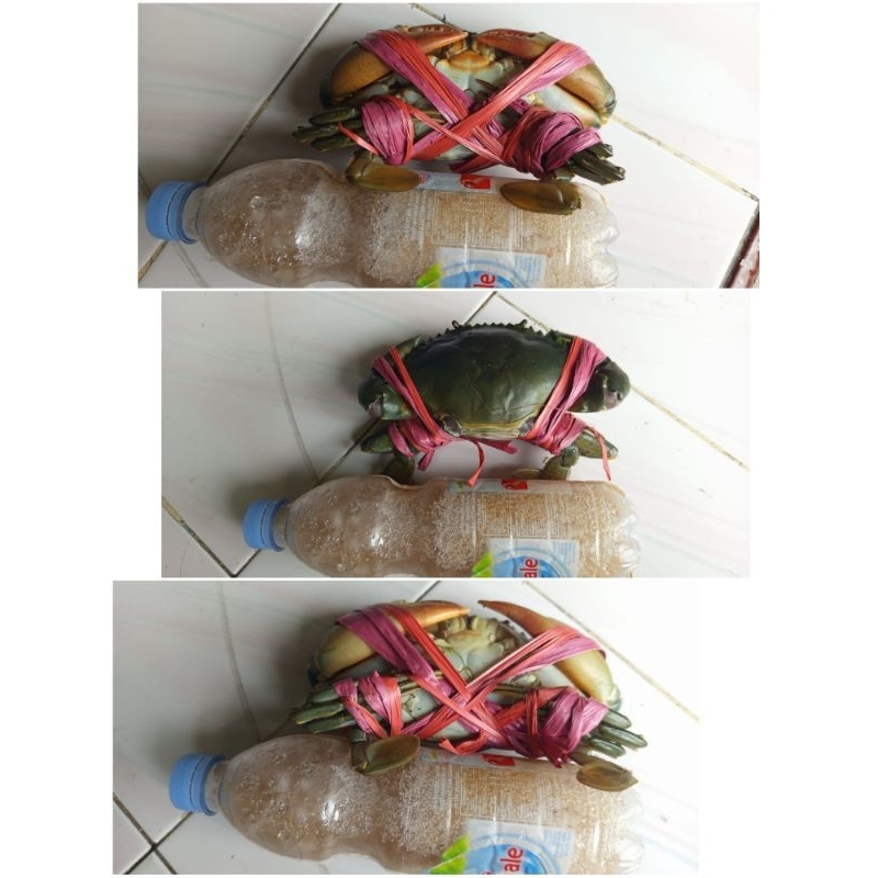 

KEPITING