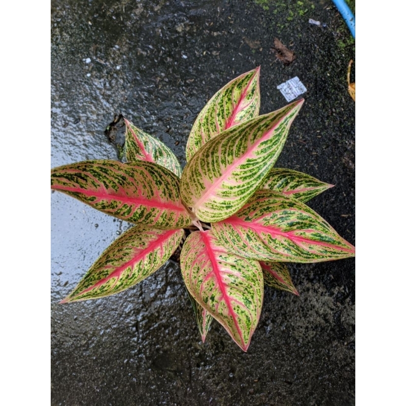 aglonema legacy merah