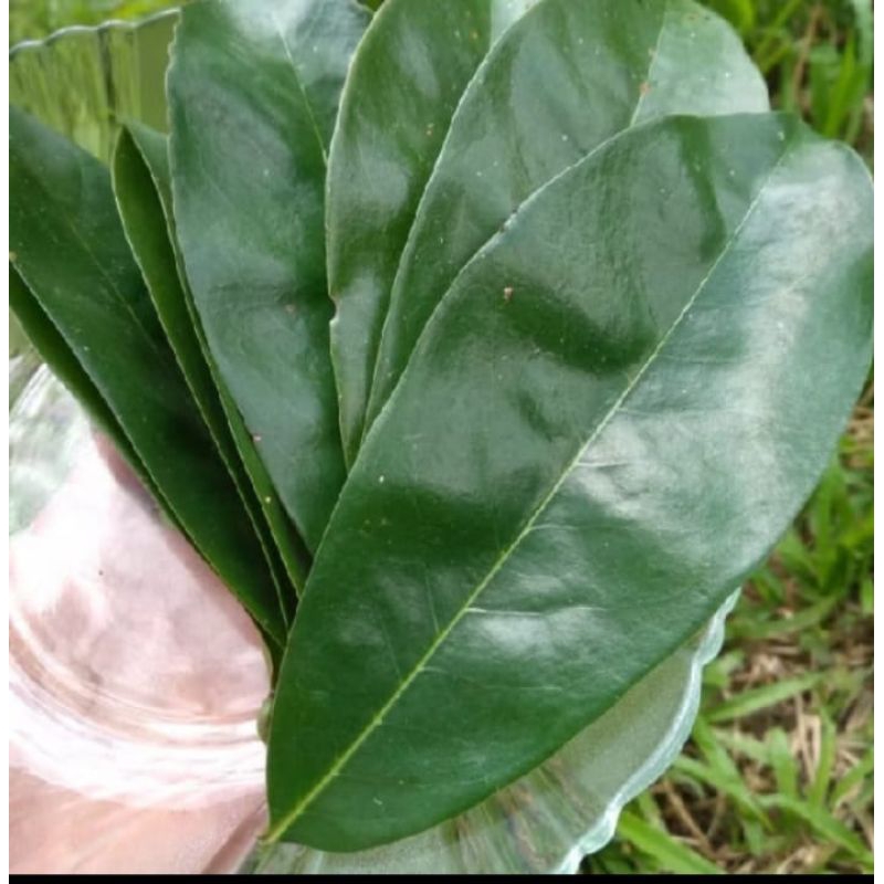 

daun sirsak segar per lembar
