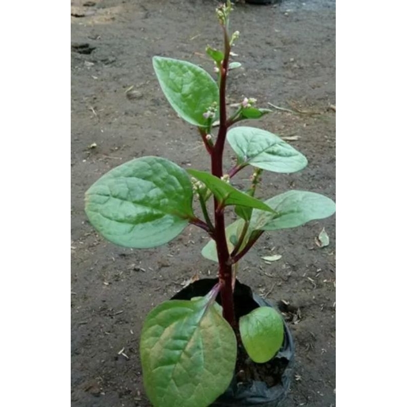 bibit tanaman binahong merah / bibit tanaman herbal binahong / tanaman binahong.