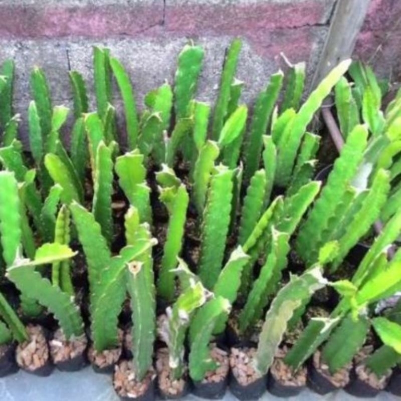 bibit buah naga merah / bibit tanaman buah naga / tanaman hias buah naga / tanaman herbal buah naga.