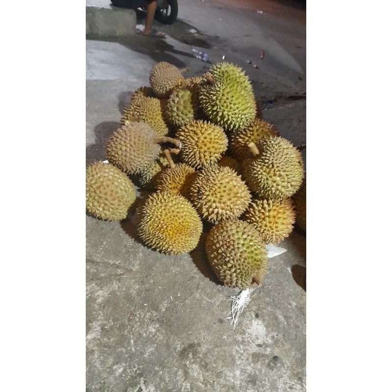 

Durian Padang ukuran montong besar