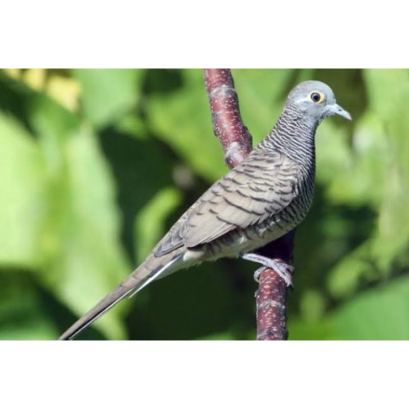 Burung Perkutut Lokal Blora