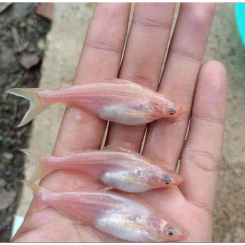 Bibit Ikan Hias Konsumsi Patin Albino - Bibit Unggul Berkualitas Siap Tebar Full Karantina