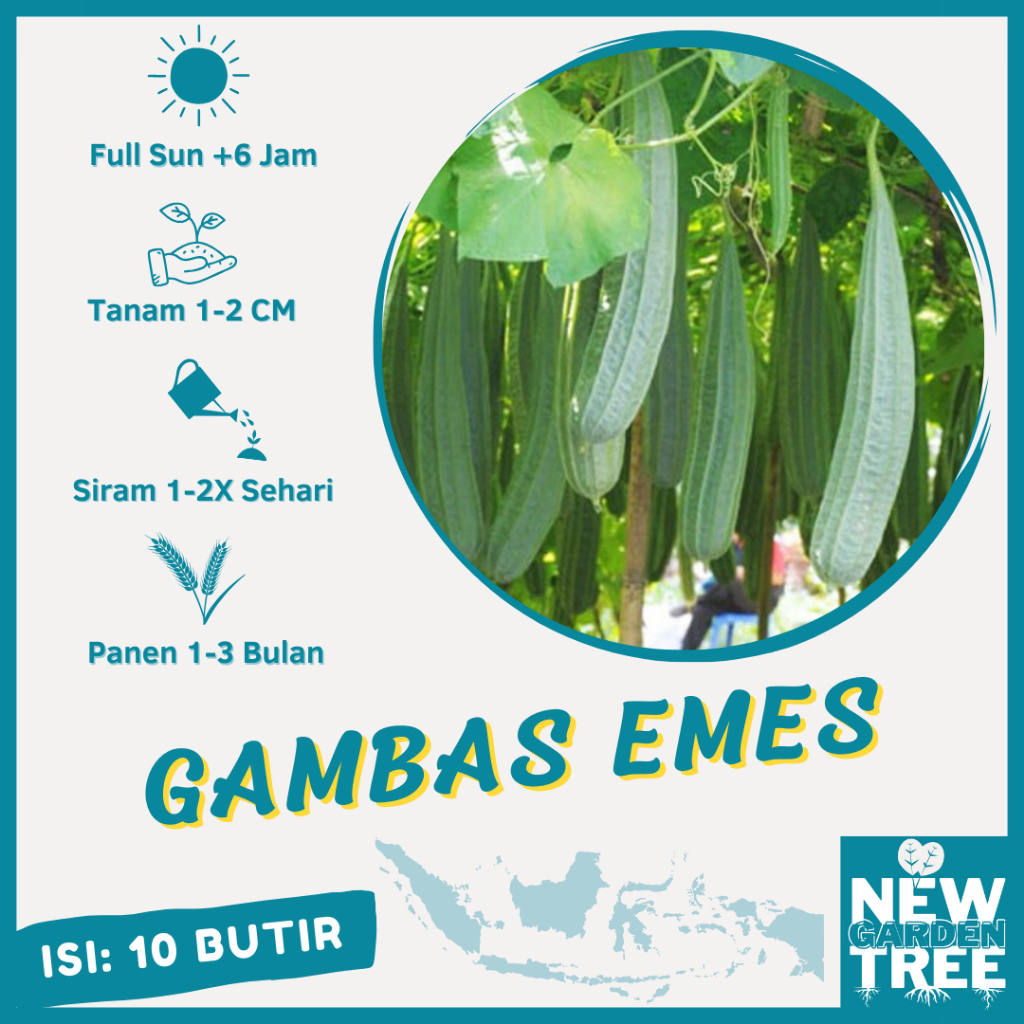 BENIH SAYURAN: 10 BENIH GAMBAS OYONG LOKAL KUALITAS UNGGULAN