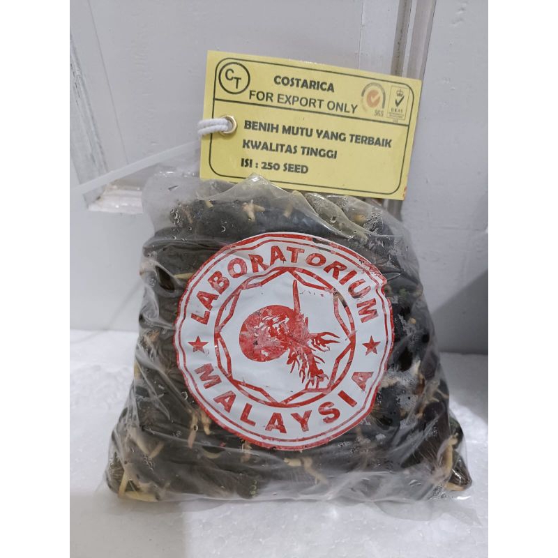 bibit benih tanaman kelapa sawit Costarika costarica malaysia