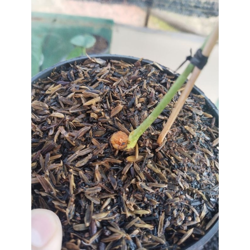 anthurium clarinervium varigata mewah bonggol