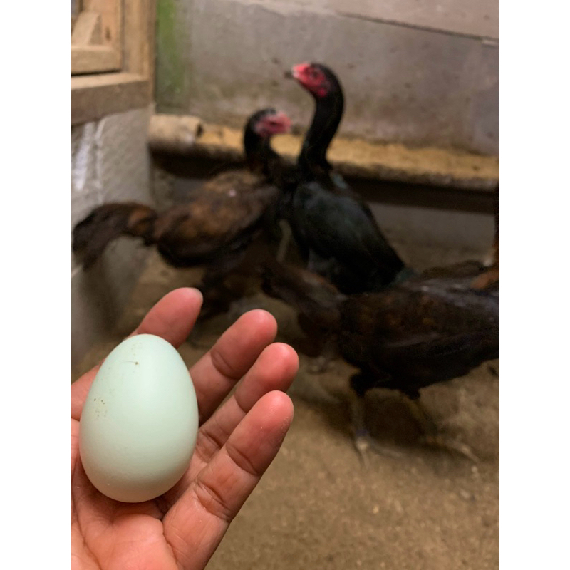 Telur ayam fertil betina sisik buaya x jantan pama iq