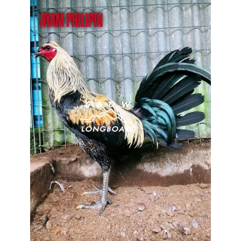 

TELUR AYAM PHILIPIN UNTUK DITETASKAN