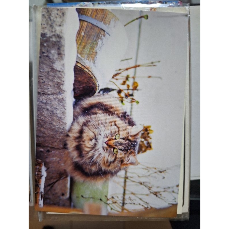 

kartu pos kucing/cat postcard
