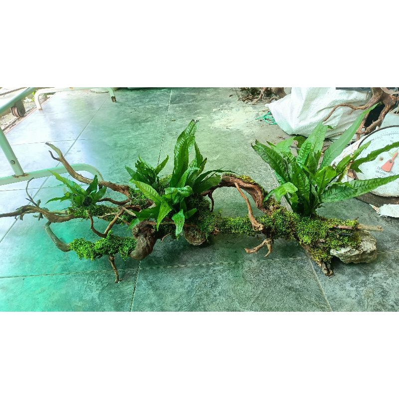 AQUASCAPE KAYU HIAS KOMPLIT IKAN CHANA PREDATOR REPTILE BIG SIZE