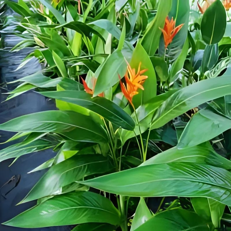 Heliconia Tanaman Hias Pisang Pisangan tanaman hias hidup tinggi 20cm