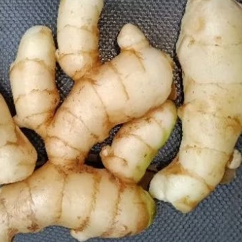 

Kunyit putih / Temu putih pilihan 1000gram . fres . untuk kesehatan alami
