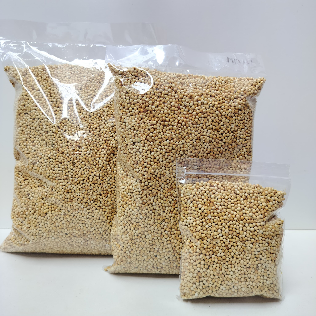 

KETUMBAR PUTIH ASLI ORIGINAL