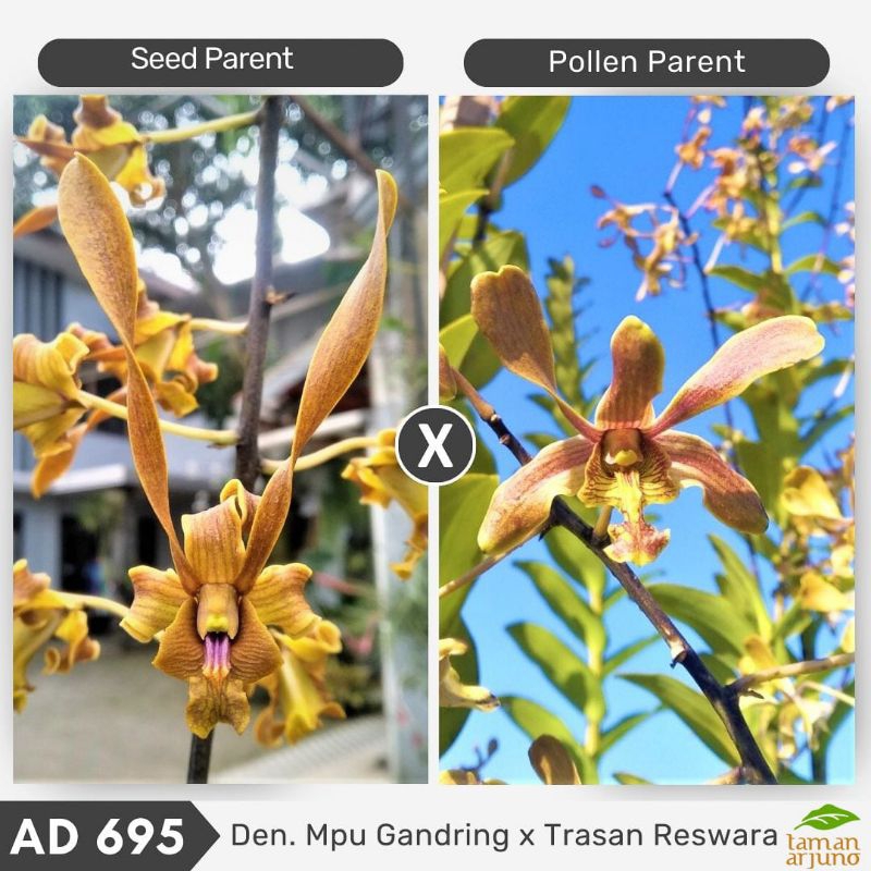 Mpu Gandring x trasan reswara