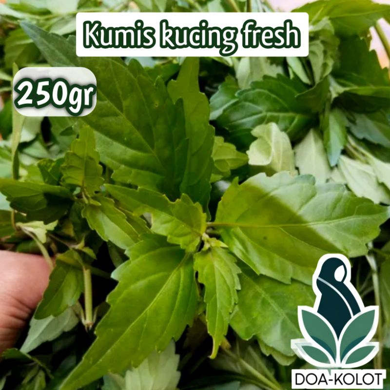 

Daun Kumis Kucing Segar 250gram Fresh Petik Langsung
