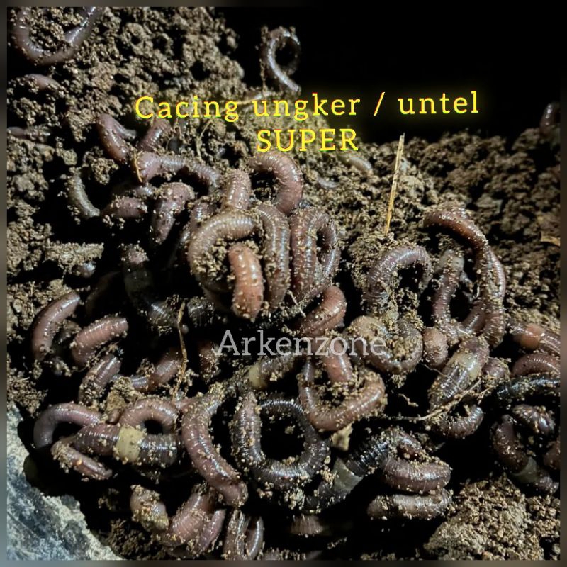 cacing tanah kebo cacing plungker untel ungker kalung super umpan alami gacor