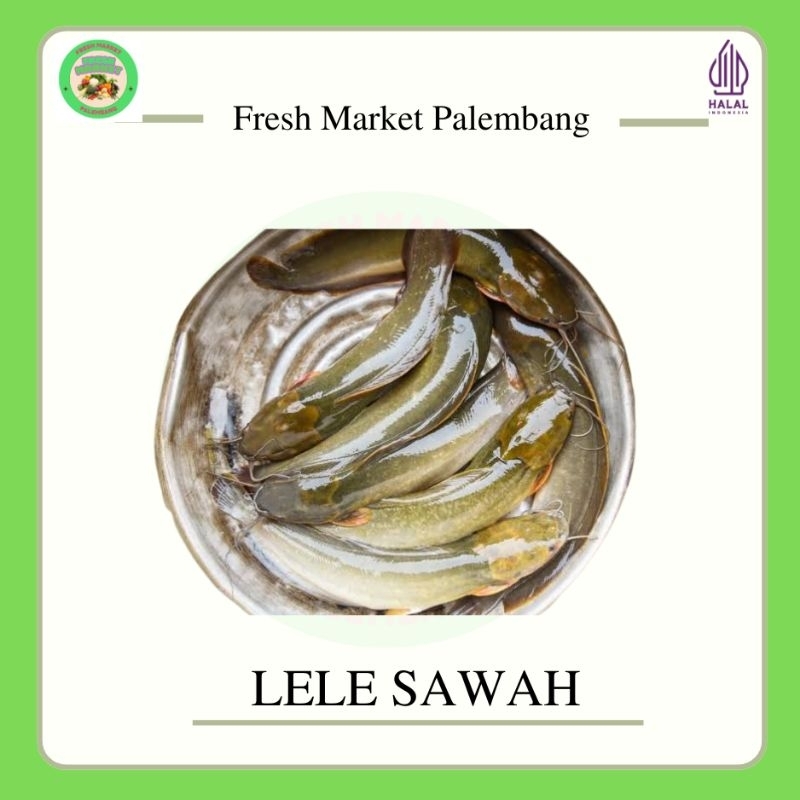 

Ikan Lele Sawah -Fresh Market Palembang-