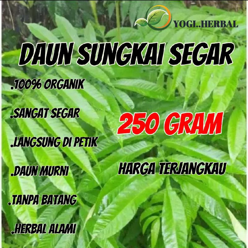 

Herbal daun sungkai segar 250gr