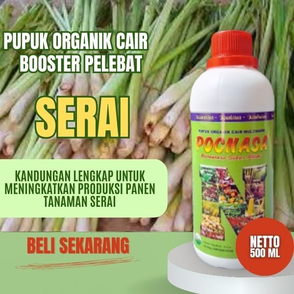 Pupuk Serai / Pupuk Serai Tanaman / Pupuk Serai Segar / Pupuk Serai Wangi / Pupuk Serai Merah