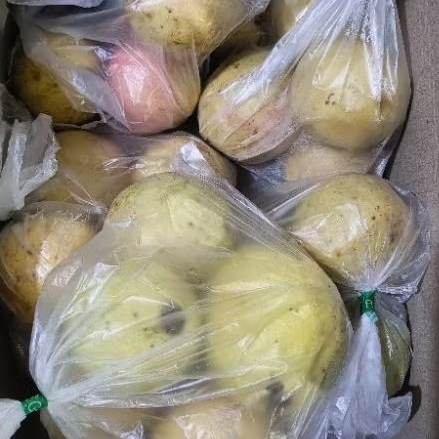 

Jambu Biji Merah 1 kg